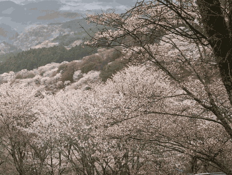 日本奈良有哪些游戲景點(diǎn)?奈良有多少人口