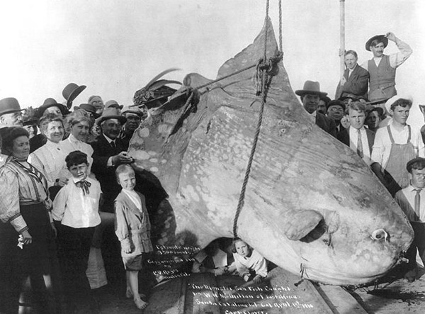 1910年太陽魚號（sunfish）捕捉到重達3,500磅的翻車魚